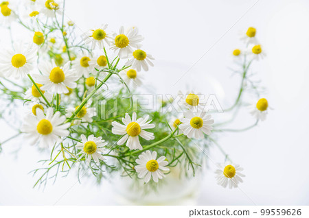 chamomile flowers on white background chamomile flowers on white background 99559626