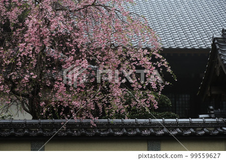 Cherry Blossoms   99559627