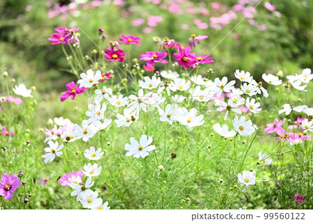 Autumn flowers, autumn cherry blossoms 99560122