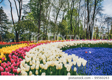 Emirgan Park, Istanbul Emirgan Park, Istanbul 99560263