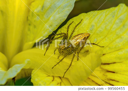 Lynx spider with yellow iris petals 99560455
