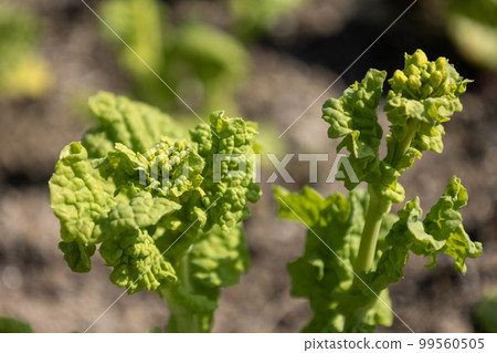 Yellow rape blossoms Yellow rape blossoms 99560505