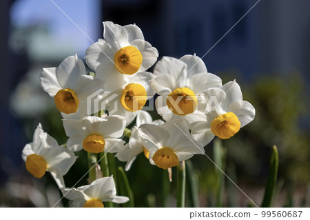 日本水仙 (日本水仙) 花 日本水仙 (日本水仙) 花 99560687