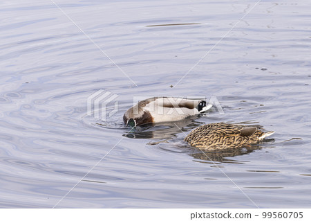 Ducks in the lagoon 99560705