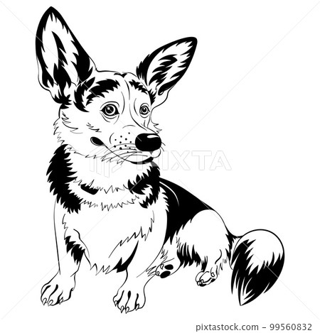 vector sketch dog Welsh corgi smiling vector sketch dog Welsh corgi smiling 99560832