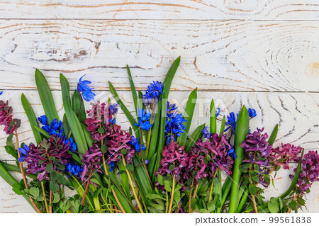 Bouquet of purple corydalis flowers and blue scilla flowers on white wooden background Bouquet of purple corydalis flowers and blue scilla flowers on white wooden background 99561838
