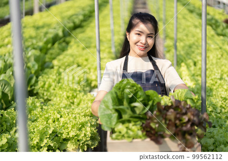 Asian women grow hydroponics vegetables in greenhouses. Inspecting the quality of agricultural produce. Modern farming concepts using modern technology Asian women grow hydroponics vegetables in greenhouses. Inspecting the quality of agricultural produce. Modern farming concepts using modern technology 99562112