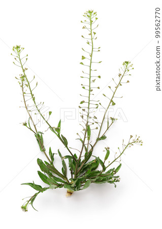 Shepherd's purse (Nazuna) 99562770