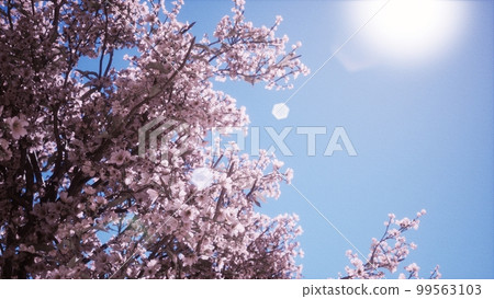 圖庫插圖: 櫻花盛開 圖庫插圖: 櫻花盛開 99563103
