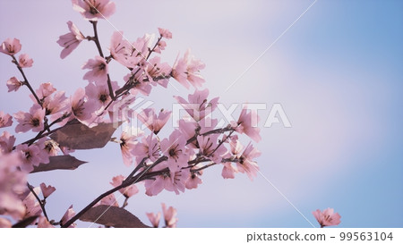 圖庫插圖: 櫻花盛開 圖庫插圖: 櫻花盛開 99563104