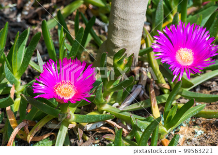 Angular Pigface Carpobrotus glaucesens (carpobrotus edulis). Blooming Karkalla or pigface flowers with succulent leaves. 99563221