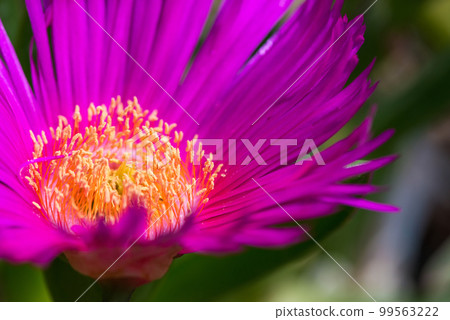 Angular Pigface Carpobrotus glaucesens (carpobrotus edulis). Blooming Karkalla or pigface flowers with succulent leaves. 99563222