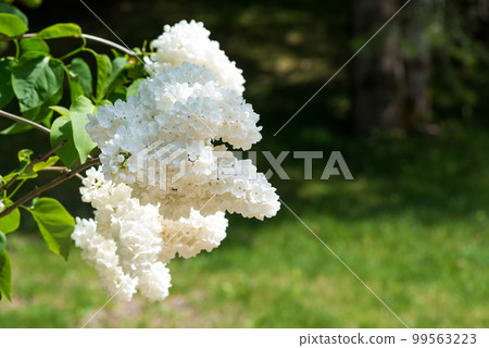 Blooming white lilac in a spring garden - selective focus, copy space 99563223