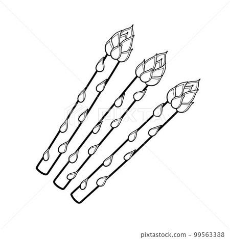 Asparagus coloring page for adults and kids. Black and white print with asparagus 99563388