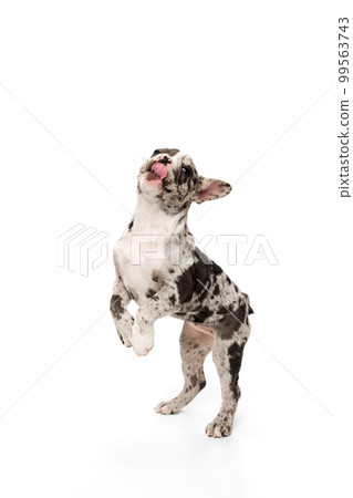 Playful beautiful pet on hind legs. Studio image of purebred French bulldog in spotted color over white background. Concept of pets, domestic animal, care 99563743