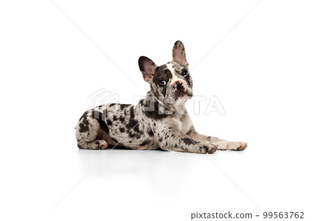 Studio image of purebred French bulldog in spotted color lying and looking at camera over white background. Concept of pets, domestic animal, care 99563762