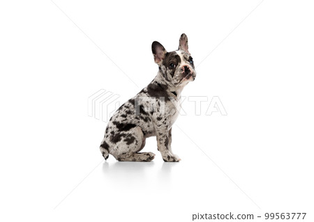 Studio image of purebred French bulldog in spotted color calmly sitting and attentively looking over white background. Concept of pets, domestic animal, care 99563777