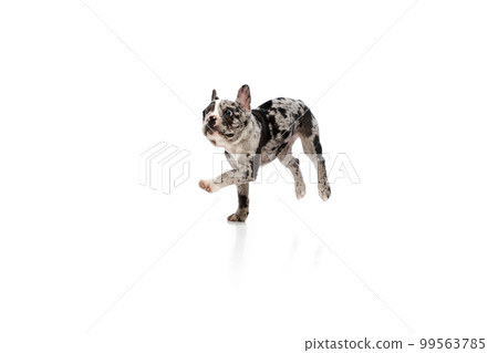 Funny muzzle. Studio image of beautiful active purebred French bulldog in spotted color running over white background. Concept of pets, domestic animal, care Funny muzzle. Studio image of beautiful active purebred French bulldog in spotted color running over white background. Concept of pets, domestic animal, care 99563785