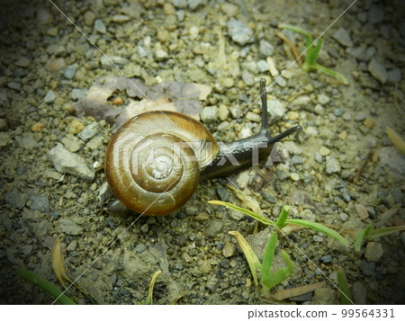 Snail Closeup on Rugged Ground Outdoors 99564331