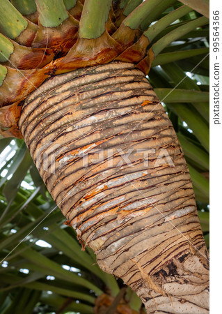 Trunk of dracaena draco, Antigua, Fuerteventra 99564366