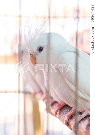 Little white parrots with crests in a cage Little white parrots with crests in a cage 99564458