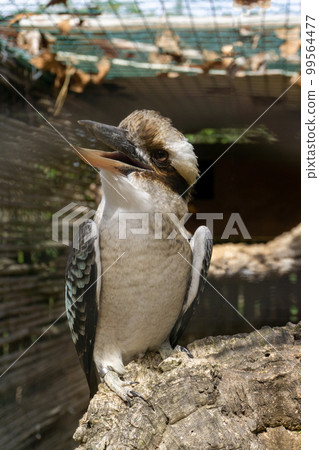 Dacelo bird sits on a branch Dacelo bird sits on a branch 99564477