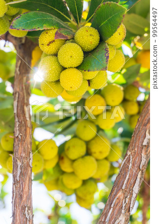 Yellow green ripening strawberry tree fruit on a branch 99564497