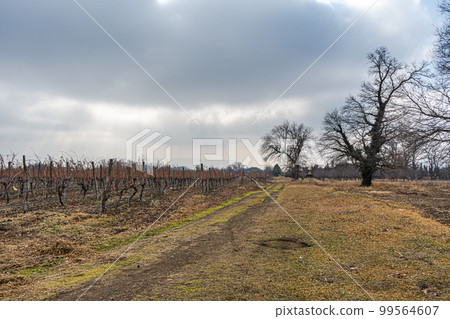 Mukhrani's vineyard in Georgia 99564607