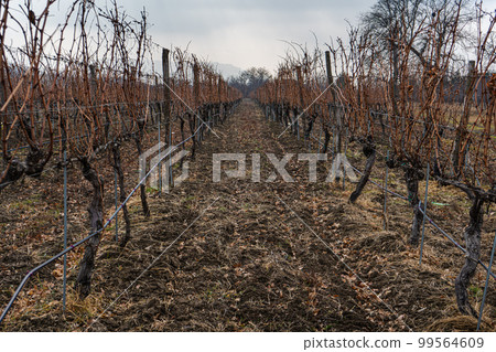 Mukhrani's vineyard in Georgia 99564609