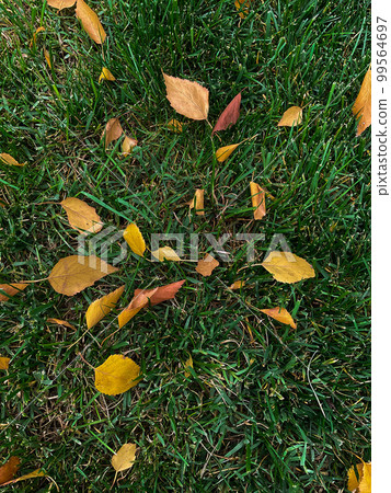 yellow leaves on the grass. fresh. photo yellow leaves on the grass. fresh. photo 99564697