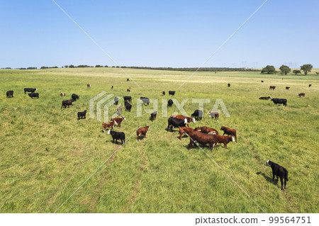 Cows silhouettes  grazing, La Pampa,  Argentina. 99564751