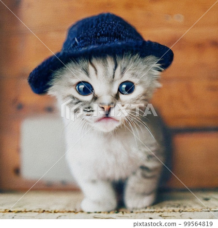 Little Cat with a hat Little Cat with a hat 99564819
