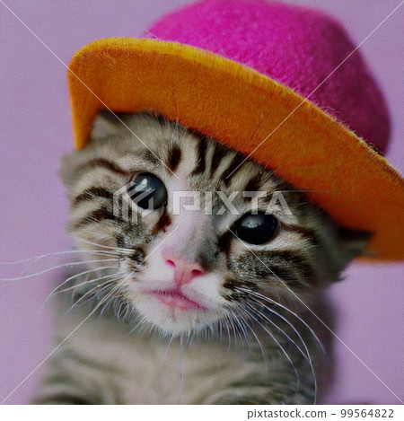 Little Cat with a hat Little Cat with a hat 99564822
