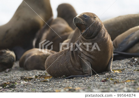 Sea Lion baby, Patagonia, Argentina 99564874