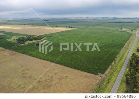 Corn cultivation, Buenos Aires Province, Argentina. Corn cultivation, Buenos Aires Province, Argentina. 99564880