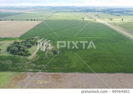 Corn cultivation, Buenos Aires Province, Argentina. Corn cultivation, Buenos Aires Province, Argentina. 99564881