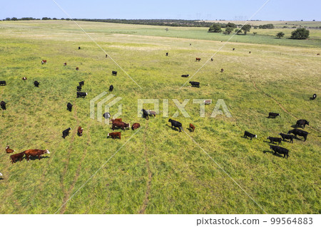 Cows silhouettes grazing, La Pampa, Patagonia, Argentina. Cows silhouettes grazing, La Pampa, Patagonia, Argentina. 99564883