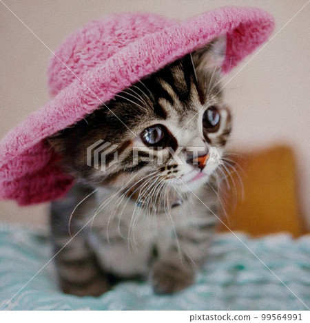 Little Cat with a hat 99564991