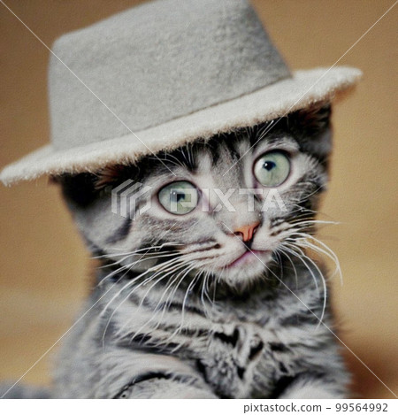 Little Cat with a hat 99564992