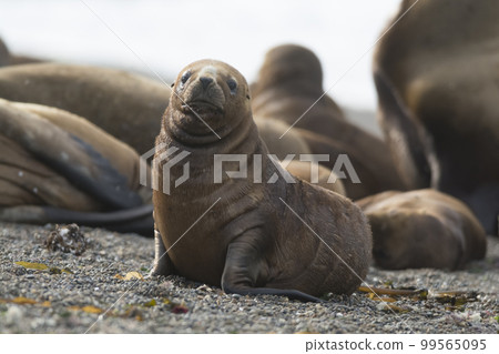 Sea Lion baby, Patagonia, Argentina 99565095