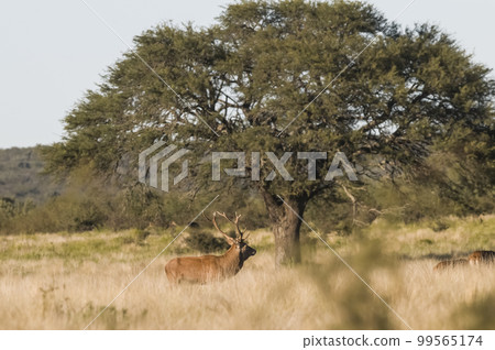 Female red in Calden forest, La Pampa, Argentina. Female red in Calden forest, La Pampa, Argentina. 99565174