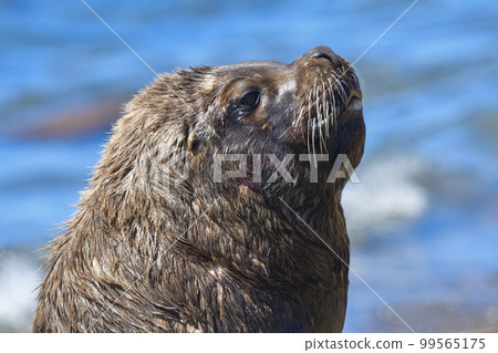 Male Sea Lion , Patagonia, Argentina Male Sea Lion , Patagonia, Argentina 99565175