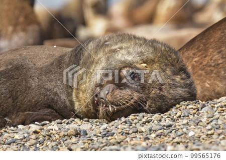 Male Sea Lion , Patagonia, Argentina Male Sea Lion , Patagonia, Argentina 99565176