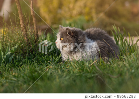 Safe space for cat walks concept photo. Creating a safe garden for walking pets Safe space for cat walks concept photo. Creating a safe garden for walking pets 99565288