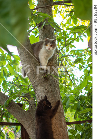 Two cats sitting on a tree in green garden. Two cats on tree hidden in leaves. Two cats sitting on a tree in green garden. Two cats on tree hidden in leaves. 99565294