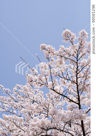 櫻花盛開 櫻花盛開 99565296