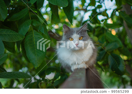 Kitten walk on the fence. Cats walking on fence under a summer sky. 99565299