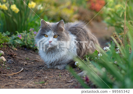 Outdoor atmospheric lifestyle cat photo. Outdoor atmospheric lifestyle cat photo. 99565342