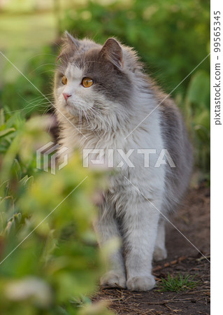 Outdoor atmospheric lifestyle cat photo. 99565345
