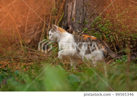 Outdoor atmospheric lifestyle cat photo. 99565346